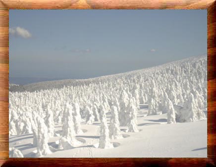 蔵王温泉スキー場 樹氷３